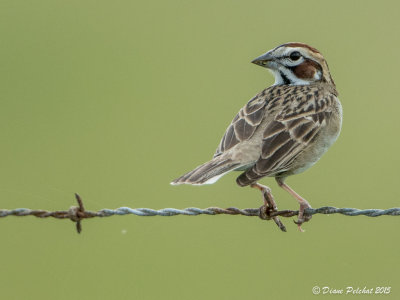 Bruant à joues marronLark Sparrow1M8A4988.jpg