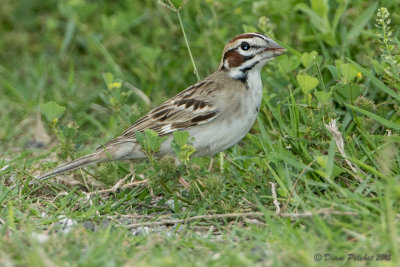 Bruant à joues marronLark Sparrow1M8A5005.jpg