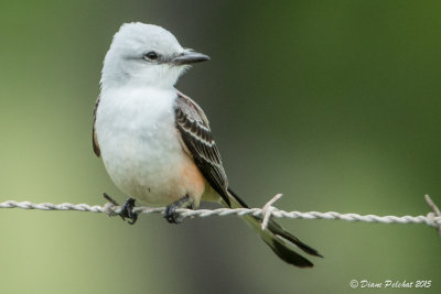 Tyran à longue queueScissor-Tailed Flycatcher1M8A4964.jpg