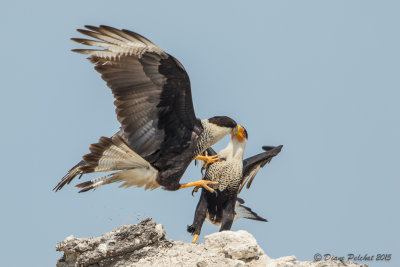 Caracara du nordCrested Caracara1M8A5420.jpg