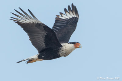 Caracara du nord<br/>Crested Caracara<br/>1M8A5794.jpg