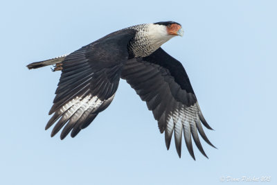 Caracara du nordCrested Caracara1M8A5795.jpg