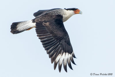 Caracara du nordCrested Caracara1M8A5785.jpg