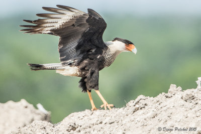 Caracara du nordCrested Caracara1M8A5686.jpg