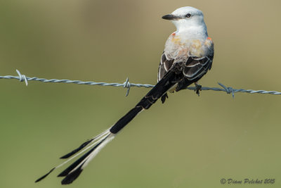 Tyran à longue queueScissor-Tailed Flycatcher1M8A5872.jpg