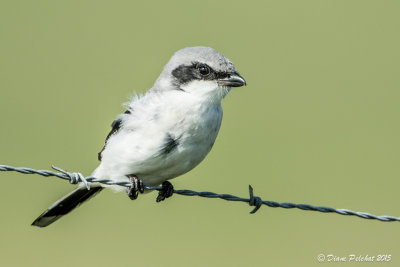 Pie-grièche griseNorthern Shrike1M8A5903.jpg