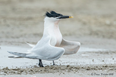 Sterne caugek/Sandwich Tern1M8A6817.jpg