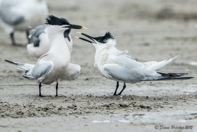 Sterne caugek/Sandwich Tern1M8A6779.jpg