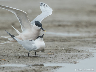 Sterne caugek/Sandwich Tern1M8A6966.jpg