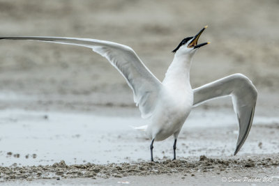 Sterne caugek/Sandwich Tern1M8A6846.jpg