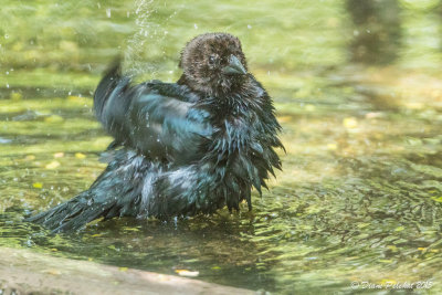 Vacher à tête bruneBronw-Headed Cowbird1M8A7267.jpg