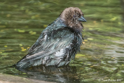 Vacher à tête bruneBronw-Headed Cowbird1M8A7261.jpg