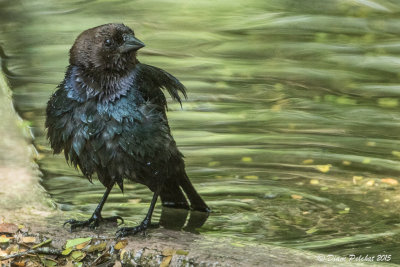 Vacher à tête bruneBronw-Headed Cowbird1M8A7257.jpg