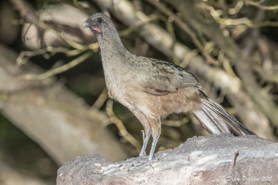 Ortalide chacamelPlain Chachalaca1M8A7321.jpg