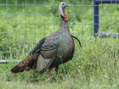 Dindon sauvageWild Turkey1M8A7478.jpg