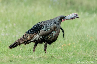 Dindon sauvageWild Turkey1M8A7456.jpg