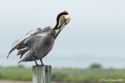 Pélican brunBrown Pelican1M8A7925.jpg