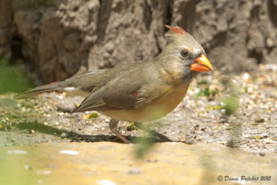 Cardinal pyrrhuloxiaPyrrhuloxiaz1M8A6284.jpg