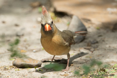 Cardinal pyrrhuloxiaPyrrhuloxiaz1M8A6285.jpg