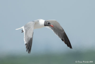 Mouette atricilleLaughing Gull1M8A5691.jpg