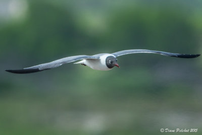 Mouette atricilleLaughing Gull1M8A5687.jpg