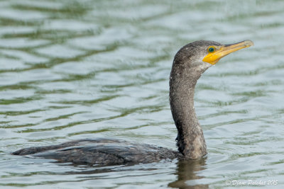 Cormoran à aigrettesDouble-Crested Cormorant1M8A4938.jpg