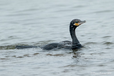 Cormoran viguaNeotropic Cormorant1M8A4853.jpg