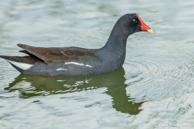 Gallinule poule-d'eauCommon Moorhen1M8A3716.jpg