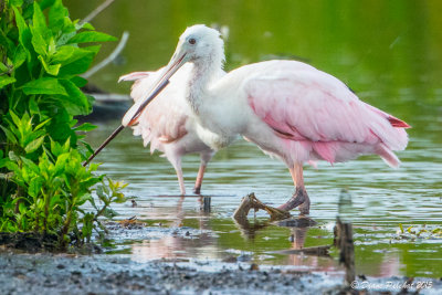 Spatule roséeRoseate Spoonbill1M8A3790.jpg