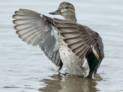 Sarcelle d'hiverGreen-winged Teal1M8A4104.jpg