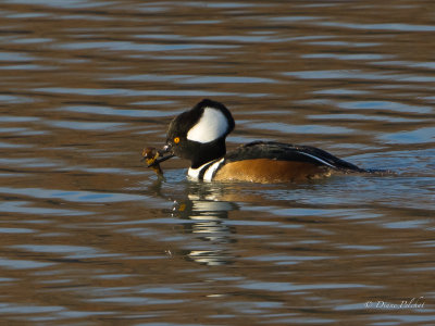 Parle couronnéHooded Merganser0H2A0128-4.jpg