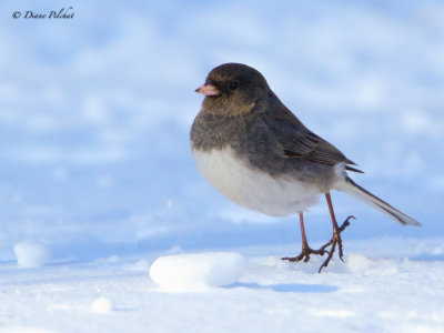 Québec