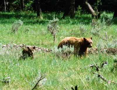 First Wildlife photo, about 1980