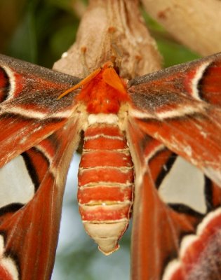 Atlas Moth; Butterfly house, Victoria, British Columbia