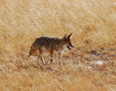 The Trickster...Coyote waits...and he is always hungry!   Native American proverb.