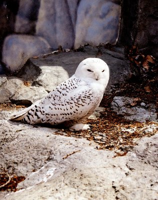 Harry Potter's Hedwig? scan