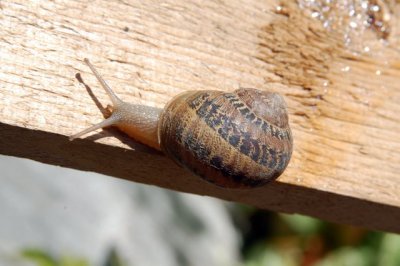 In my back yard