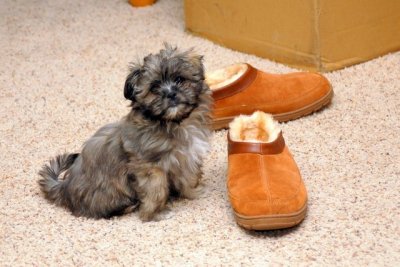 Slippers, What slippers??