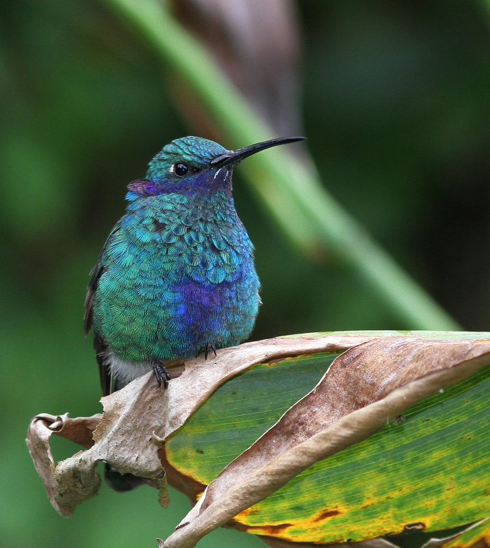 Sparkling Violetear - Colibri anaïs - Colibri coruscans JPG