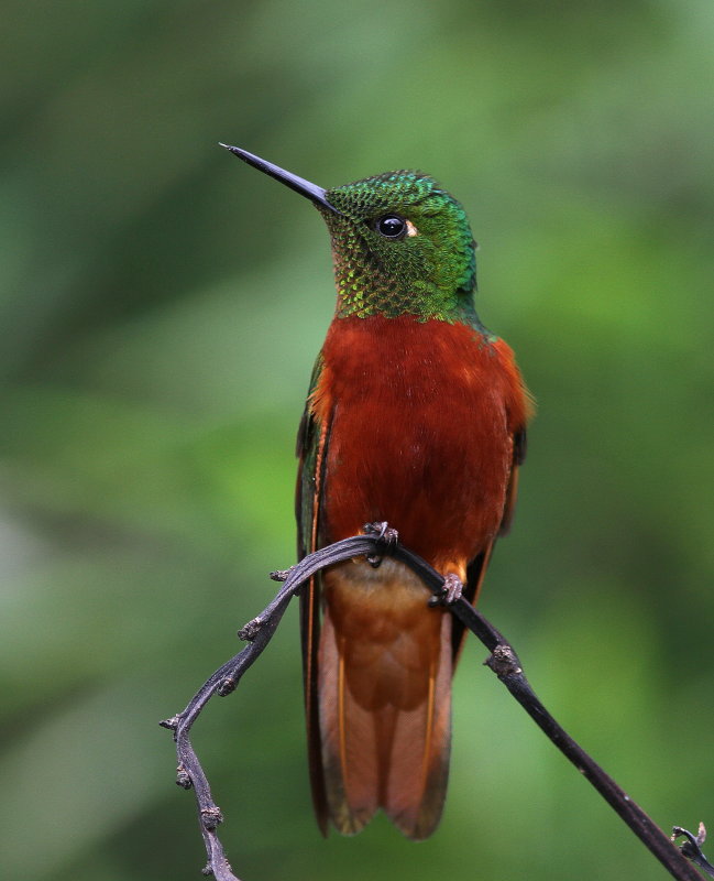 Chestnut-breasted Coronet - Colibri de Matthews - Boissonneaua matthewsii.JPG