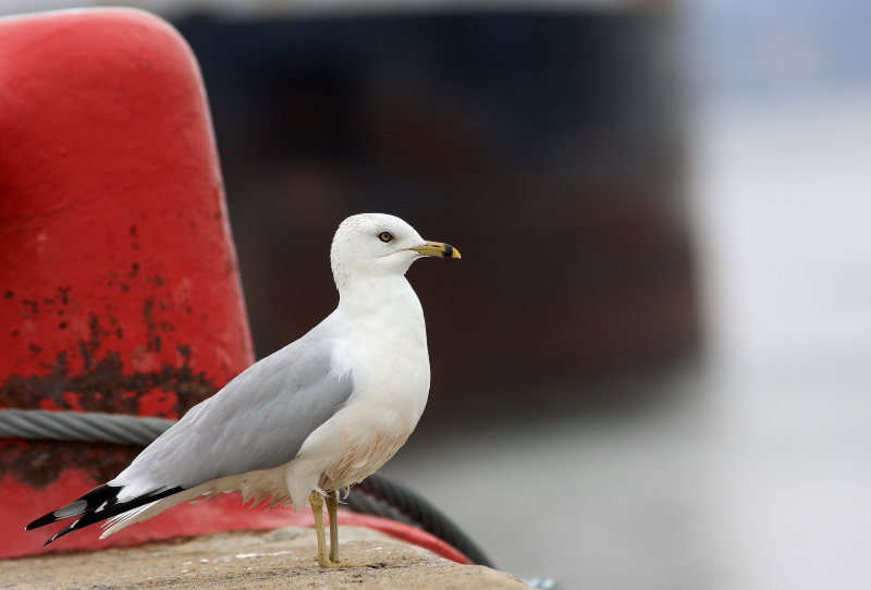 Ring-billed Gull - Goéland à bec cerclé - Larus delawarensis.JPG