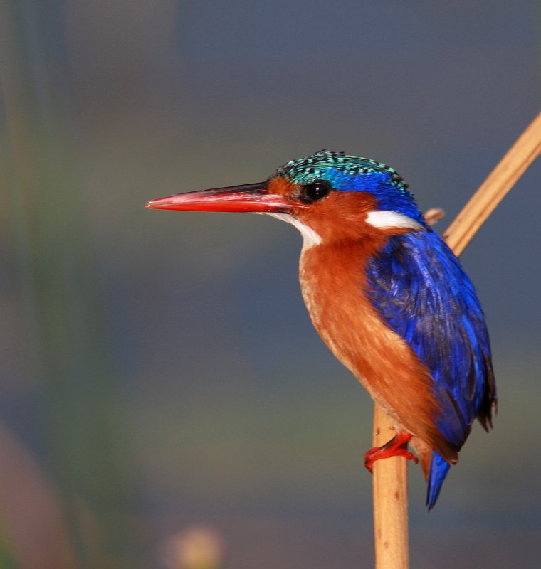 Malachite Kingfisher - Martin-pêcheur huppé - Alcedo cristata.JPG