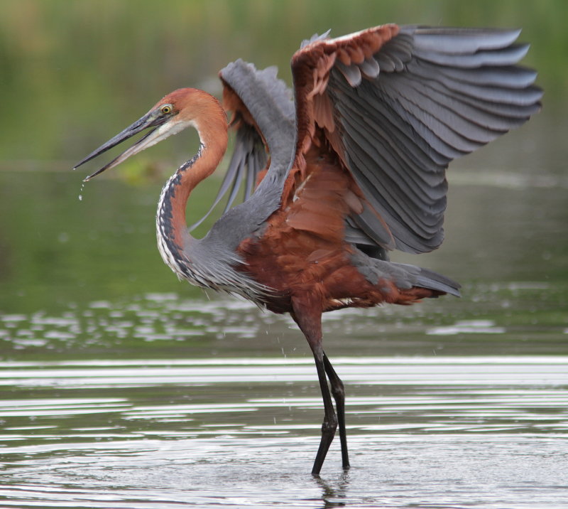 Golliath Heron - Héron Golliath - Ardea goliath.JPG