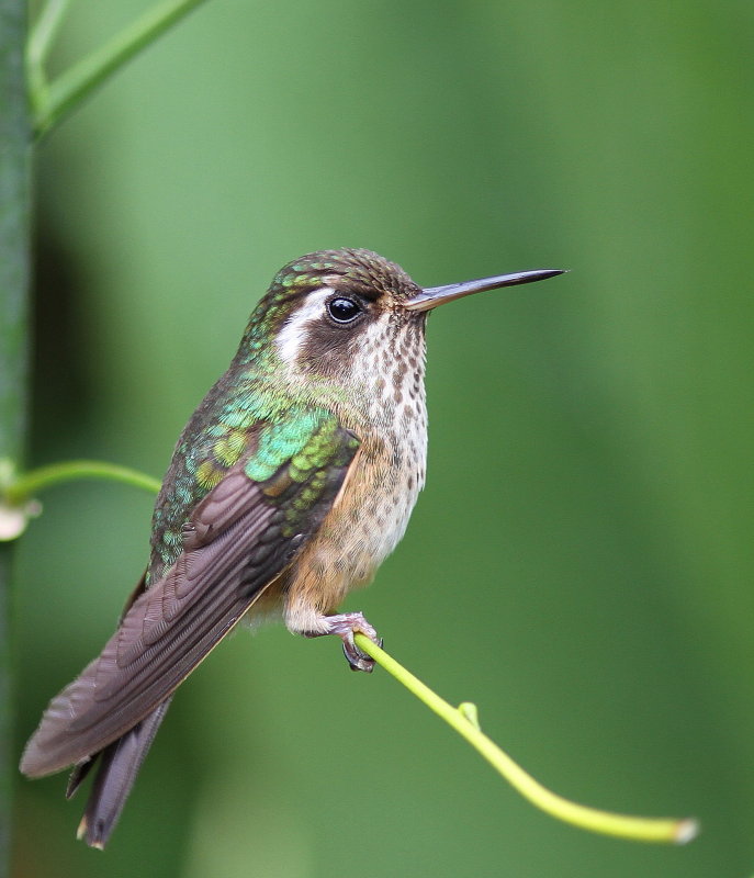 Speckled Hummingbird - Colibri moucheté - Adelomyia melanogenys.JPG
