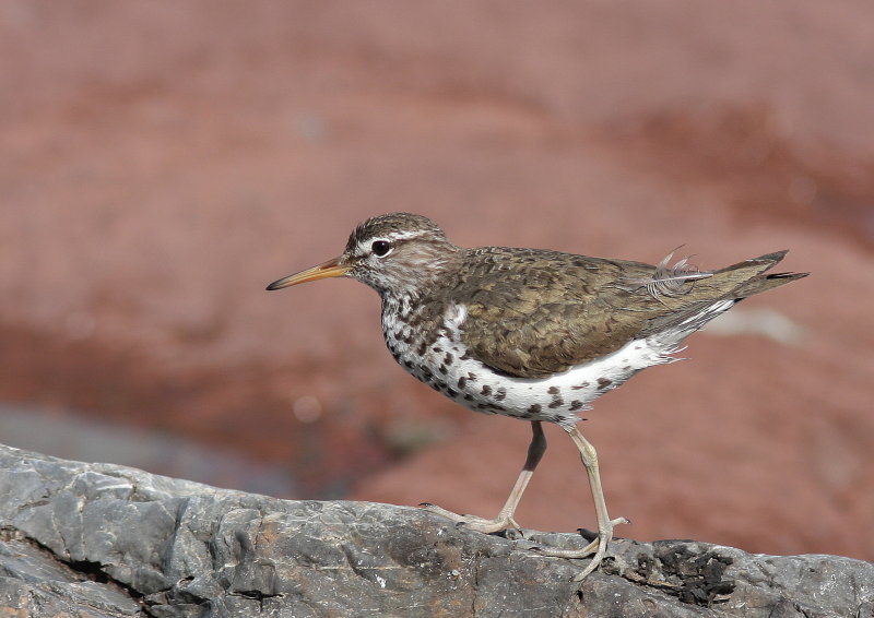 Spotted Sandpiper- Chevalier grivelé - Actitis macularius.JPG