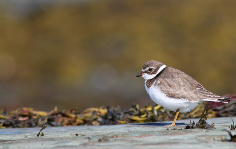Semipalmated Plover - Pluvier semipalmé - Charadrius semipalmatus.jpg