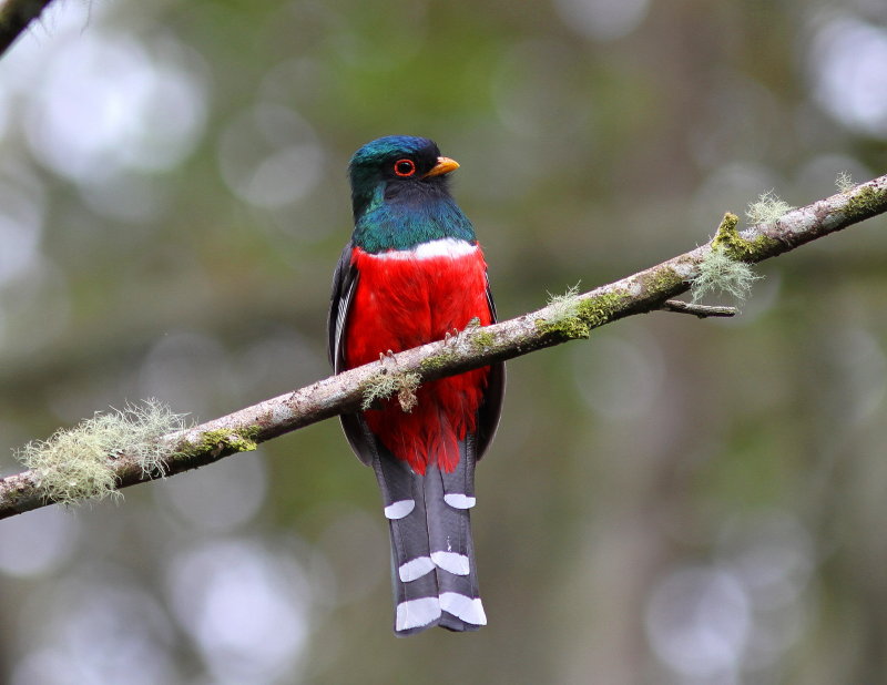 Masked Trogon - Trogon masqué Trogon personatus.jpg