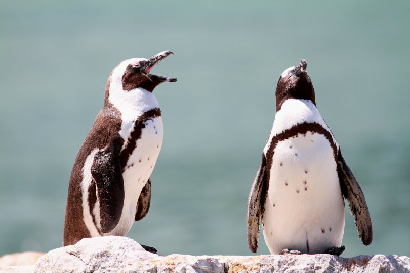 African Penguin - Manchot du Cap - Spheniscus demersusJPG