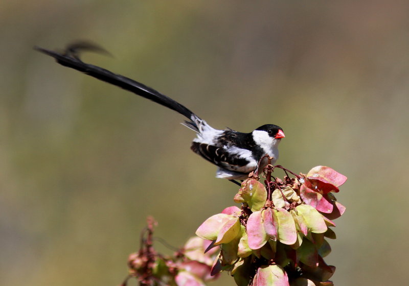 Long-tailed Paradise-Whydah - Veuve de paradis - Vidua paradisaea.JPG