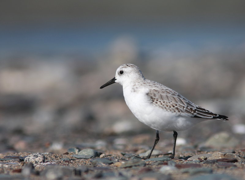 Bcasseau sanderling (40).JPG